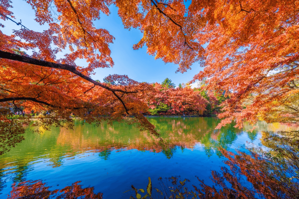 秋色楓景之旅